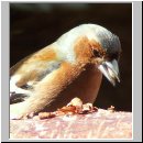 Fringilla coelebs - Buchfink m13.jpg